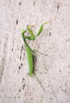 Praying mantis climbing concrete wall, showing its distinctive features Stock Photos