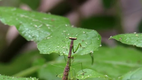 Praying mantis climbing on green leaf in forest closeup Stock Footage 79427304