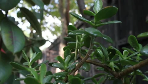 Praying Mantis climbing, Mantis religiosa Video stock 9350877