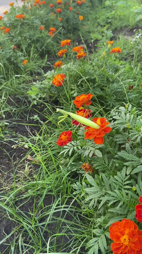 Praying Mantis Climbing Or Walking On The Flower. Video stock 247973389