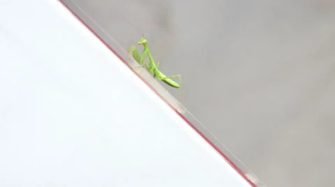 Praying Mantis Climbing Signboard Stock-Footage 48371616