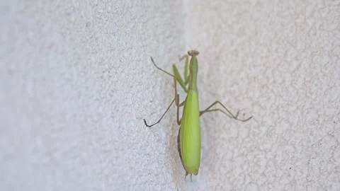 Praying mantis climbing up a white wall Stock Footage 285642918