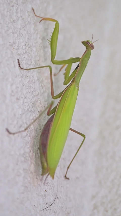 Praying mantis climbing up a white wall Stock Footage 285643666