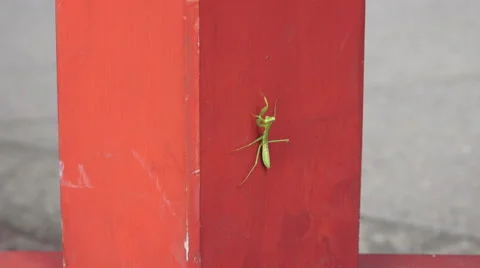Praying Mantis Climbs Red Wooded Pillar Stock Footage 48378152