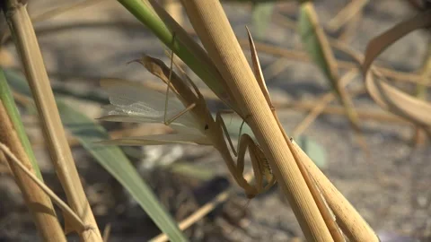 Praying Mantis Clinging Head Down On Dry Reed With Wings Partly Open Stock Footage 341602424