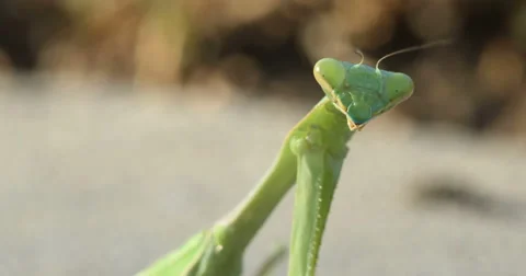 Praying Mantis Close-Up 2 Stock Footage 55279583