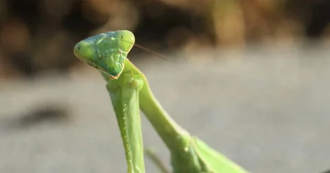 Praying Mantis Close-Up 3 Stock Footage 55278652