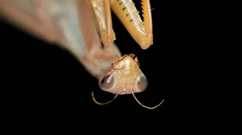 Praying Mantis Close Up Stock Footage 42975993