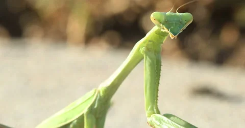 Praying Mantis Close-Up Stock Footage 55280391