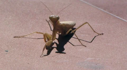 Praying Mantis Close Up  Stock Footage 68352633