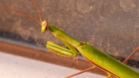 Praying Mantis close-up Stock Footage 158540682