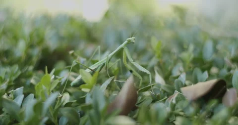 Praying Mantis Close Up Stock Footage 243621612