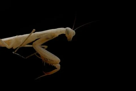 Praying mantis close-up macro Stock Photos