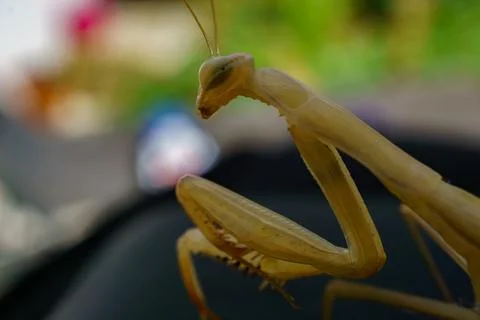 Praying mantis close-up macro Stock Photos