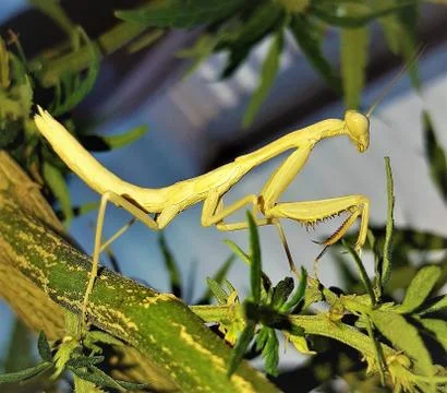 PRAYING MANTIS UP CLOSE Fotos Stock