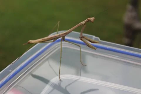 Praying mantis Up close Stock Photos