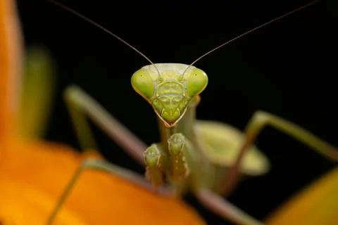 Praying Mantis Close Up Stock Photos