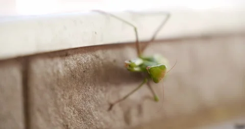 Praying Mantis, close up, shallow depth of field 스톡 동영상 262235529