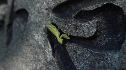 Praying mantis up close on stone rock Stock Footage 104452485