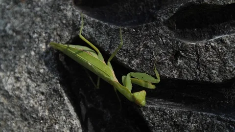 Praying mantis up close on stone rock Stockbeeldmateriaal 104452834