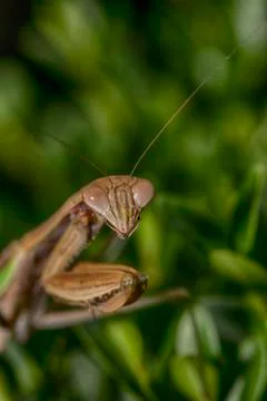 Praying Mantis Closeup IV Stock Photos