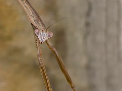 Praying mantis closeup Foto stock