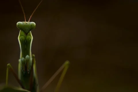 Praying mantis closeup Stock Photos