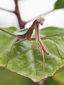 Praying Mantis closeup Stock Photos