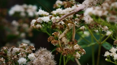 Praying Mantis Closeup Sitting On Flowers Slow Motion 4K Stock Footage 306035775