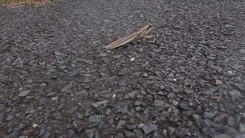 A praying mantis crawling along a paved trail 動画素材 165281412