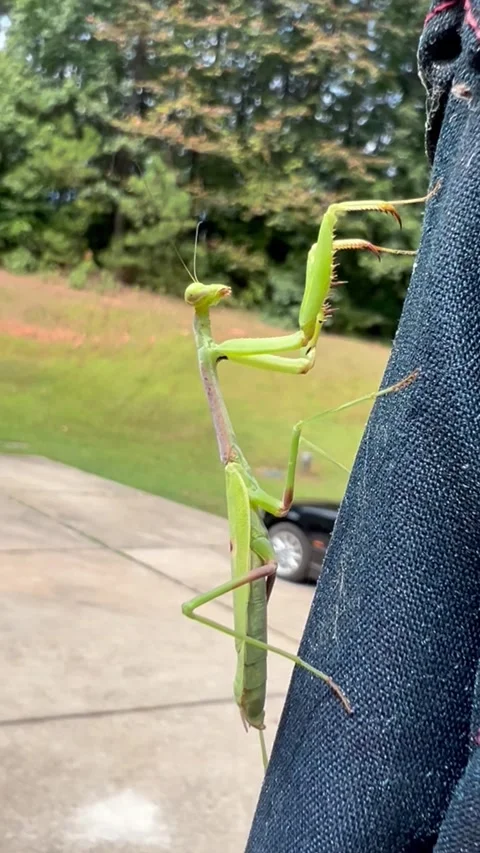 Praying Mantis crawling up a flag pole Stock Footage 283464456