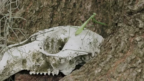Praying Mantis Crawling on Sheep Skull in Tree Stock Footage 236741545