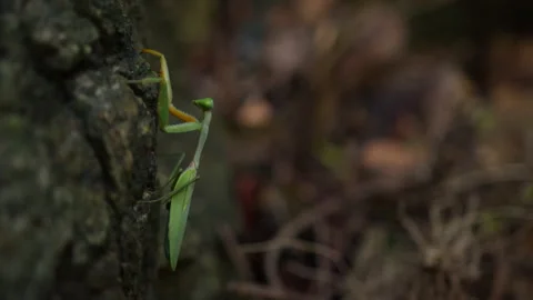 The praying mantis crawls and sneaks over the stone in the rainforest. The Video stock 191469390