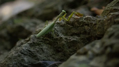 The praying mantis crawls and sneaks up the rock in the rainforest. The concept Stock Footage 191473171