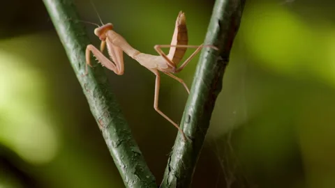 Praying mantis crawls from one part of the metal part of fence to another. Steps Stock Footage 248792929