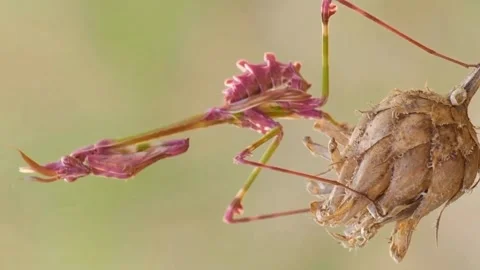 The praying mantis is dancing Stock Footage 276210041