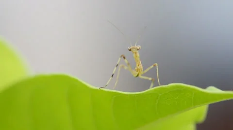 Praying Mantis dancing on green leaf. Stock Footage 36677525