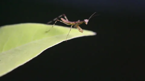 Praying Mantis dancing on green leaf, Macro close up mode. Stock Footage 36677735