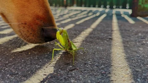 Praying Mantis Defends Against Curious Dog Sniffing Stock Footage 317682808