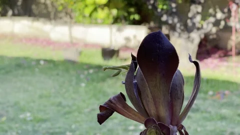 Praying Mantis on desert flower in phoenix  Stock Footage 187113512
