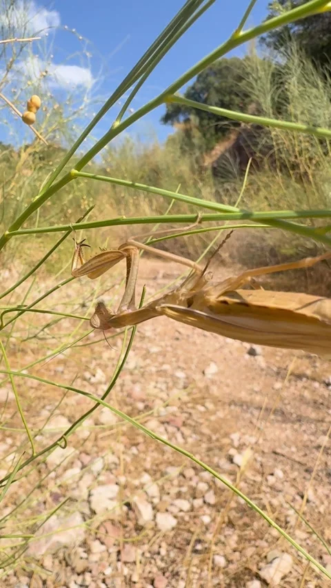 Praying mantis on desert plants Stock Footage 336581663