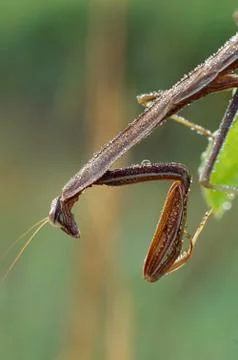 Praying mantis with dew 스톡 사진