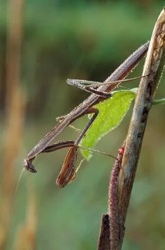 Praying mantis with dew Fotos Stock