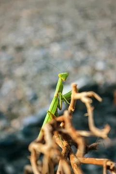 Praying mantis on dry branches close-up Stock Photos