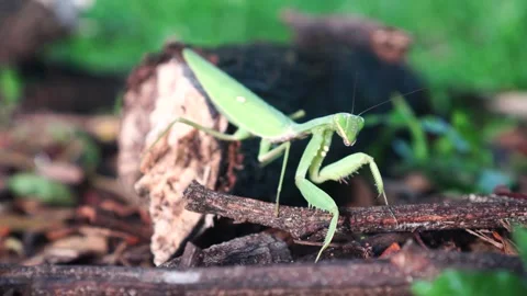 Praying mantis on dry wood Video stock 267718786