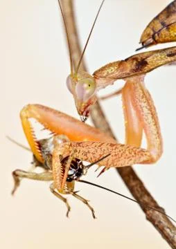 Praying mantis eater cricket Stock Photos