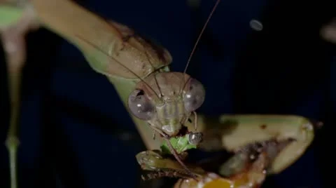 Praying Mantis eating 1920x1080 Stock Footage