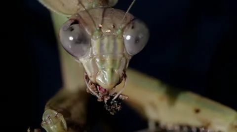 Praying Mantis Eating  1920x1080 Stock Footage 12132256