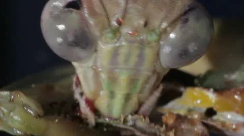 Praying Mantis Eating 1920x1080 Stock Footage 12132447