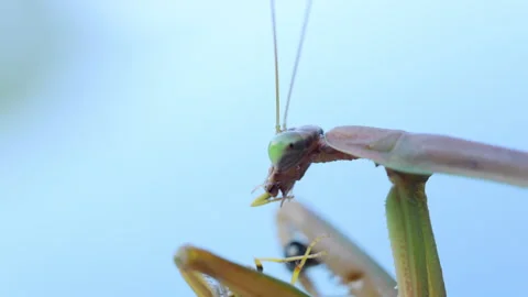 Praying mantis eating a bee on a blurred background. insect sharp forelegs hold Stock-Footage 318996262